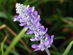 Beautiful, blossoming, purple and white flowers, among the colorful grass in the garden