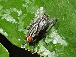 fly on a green leaf in close-up lighting