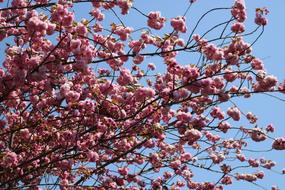 blooming cherry tree on a background of blue sky