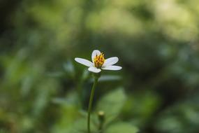 Close-up of the beautiful, yellow and white flower in Jinja, Uganda, Africa