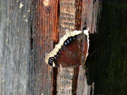 Close-up of the beautiful, colorful and patterned butterfly, on the wooden surface in light