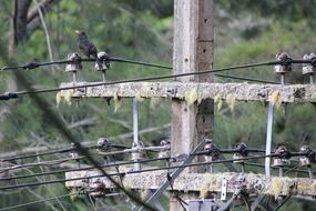 birds on an old telegraph pole on a blurred background