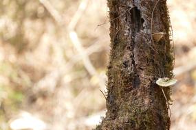 fungi and Lichen on Tree trunk