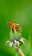 wet yellow flower bud on blurred background