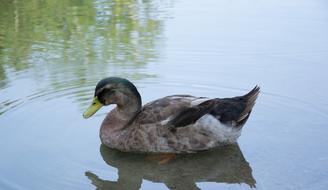 duck is reflected in calm water close-up