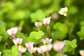 Plant Flowers bud at Nature