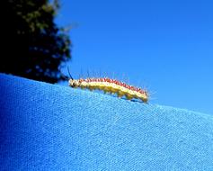 Close-up of a colorful caterpillar, on the blue surface, at beautiful, blue sky and trees on background