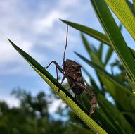 Beetle Bug Leaf