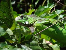 Animals Iguana Green grass
