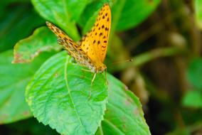 yellow butterfly on a bush on a blurred background