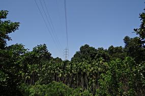 electric pylon over green trees on a sunny day