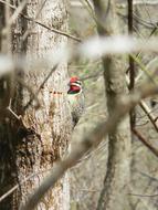 woodpecker on a tree trunk on a blurred background