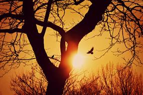 Tree Silhouette and bird