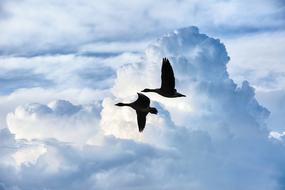 two geese in sky