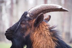 photo profile of a brown-black goat
