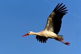 photo of a stork flying in the sky