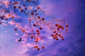 Plane Tree Fruit