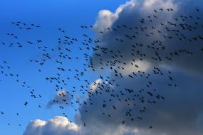 a large flock of black birds on a background of blue sky and gray clouds