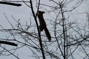 silhouette of climbing squirrel