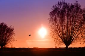 Beautiful landscape with the trees and flying bird, at colorful and beautiful, gradient sunrise in the sky