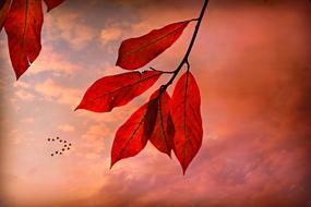 red leaves of a tree on a background of a flock of migratory birds