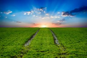 tractor tracks on a green field