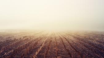 Arable Fog