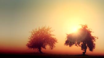 morning haze over two trees