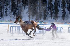 skijoring on White Turf Horse Racing in winter, switzerland