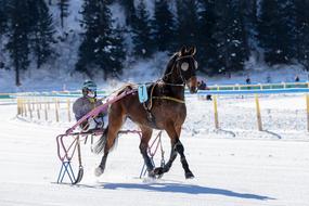 White Turf Horse Racing