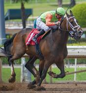 jockey on a stallion galloping