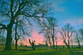 Tree Fields Dutch
