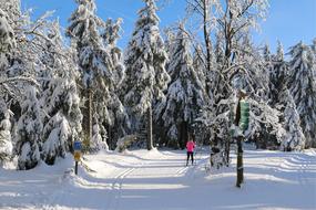 Skiing on a Wintry forest path