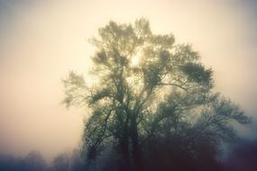 tree in the morning misty haze