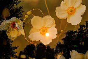 fragile anemone flowers