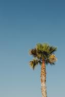 top of high palm tree at Blue Sky