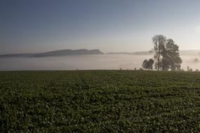 field in the morning