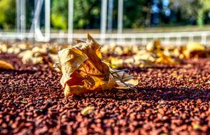 dried autumn leaf