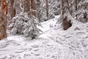 delightful winter forest