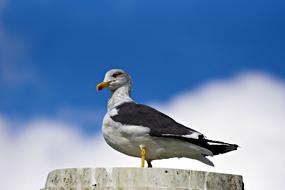 small Bird Seabird