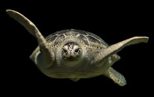 delightful Turtle Green Sea