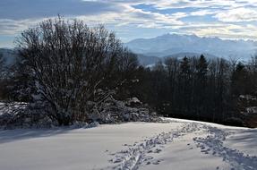 Winter snow nice Forest
