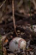 sports ball in dry foliage on blurred background