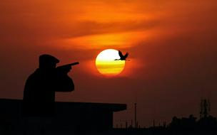 bird hunting on golden sunset background