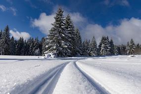 Winter Road and tree