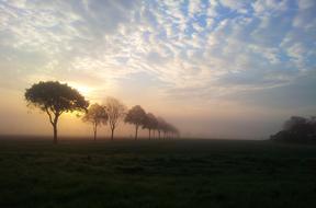 alley of trees in the fog at dawn
