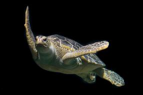 Green Sea Turtle underwater