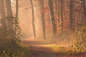 misty haze in the autumn forest