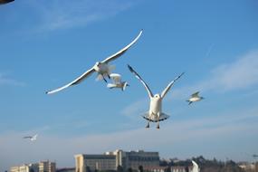 white Seagull Gulls