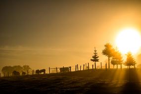 Morning Light